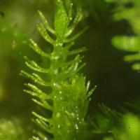 Blepharostoma trichophyllum (42-Col du Béal-Tourbière de la Pigne)