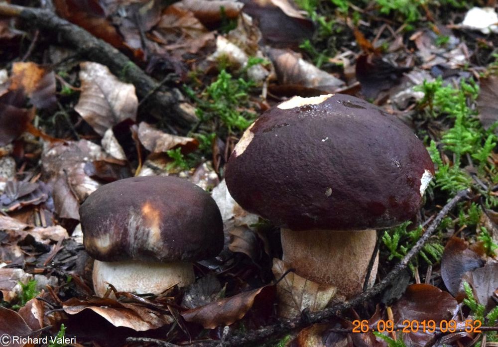 Boletus pinophilus (Boletus - Boletales)