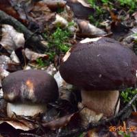 Boletus pinophilus (Boletus - Boletales)