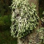 Parmelia submontana (63-St-Allyre-ès-Montagne)