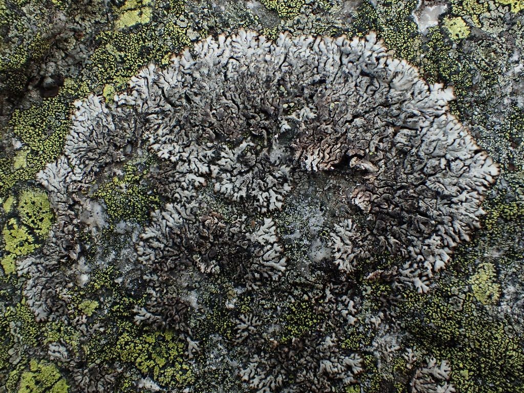 Brodoa atrofusca (63-Col de la Chamboite)