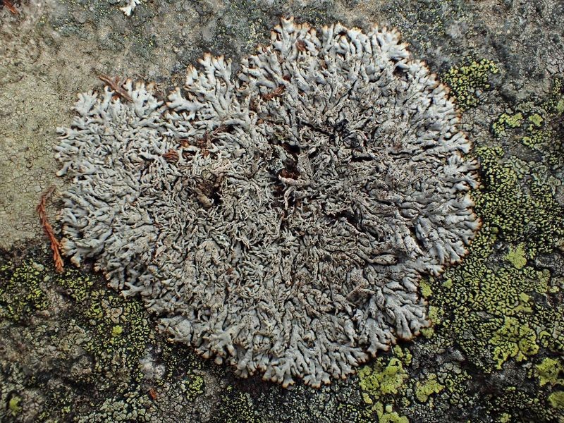 Brodoa intestiniformis (63-Col de la Chamboite)