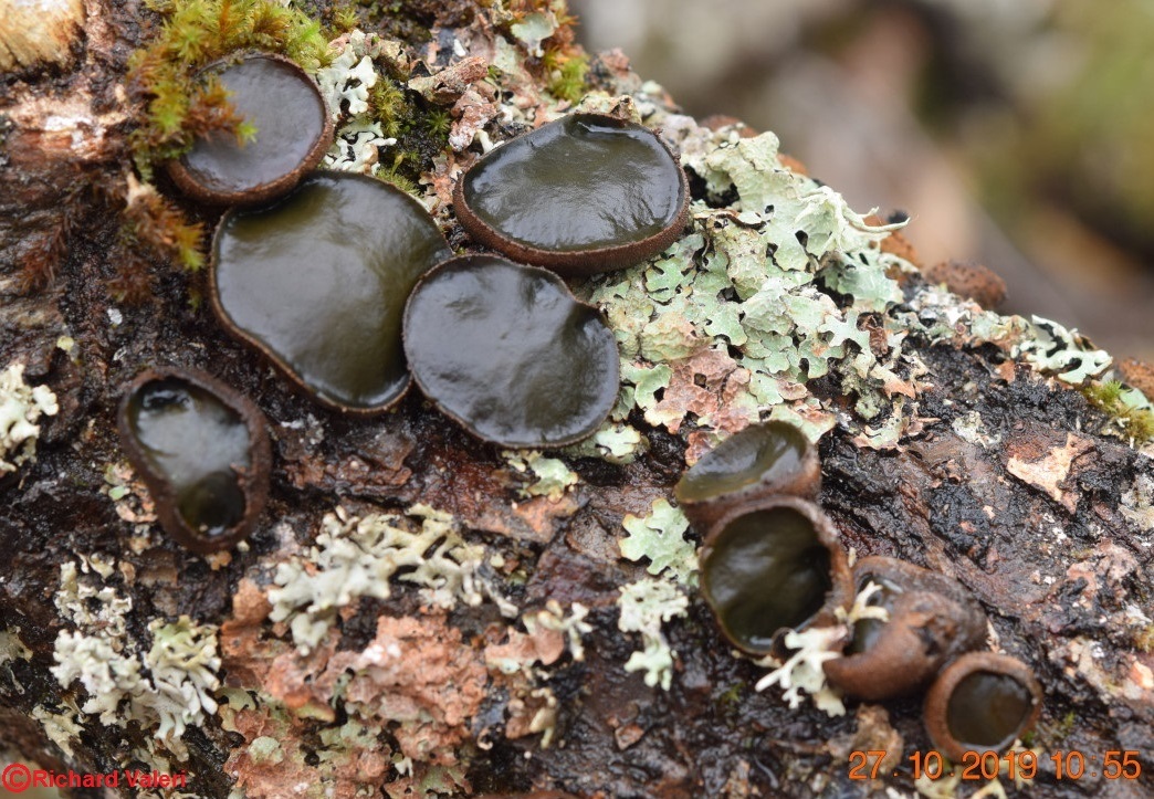 Bulgaria inquinans (Helotiales - Ascomycètes)