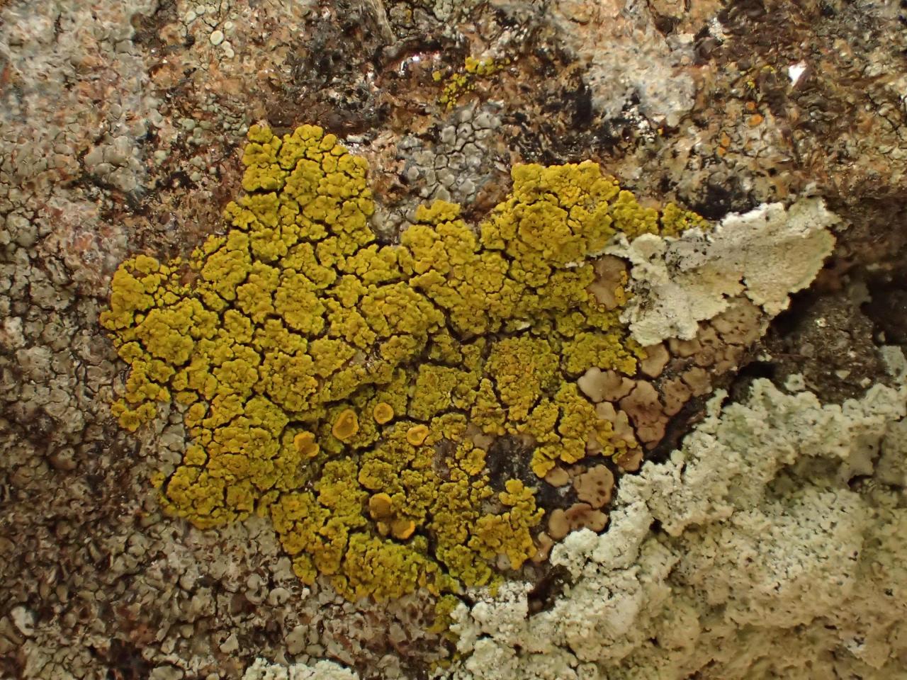Candelariella coralliza (43-Saint-Julien-d'Ance)