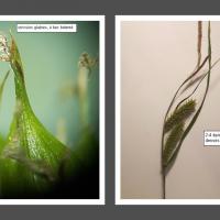 Carex rostrata - sortie SMBLA du 29 mai 2022 - Lac des Bordes (63)