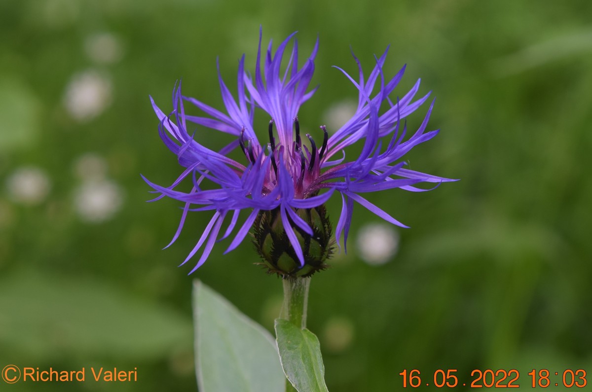 Centaurea montana (63-Arconsat)