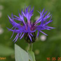 Centaurea montana (63-Arconsat)