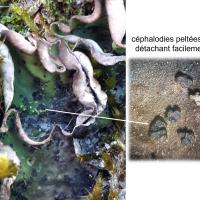 Peltigera britannica (15-Lavigerie)