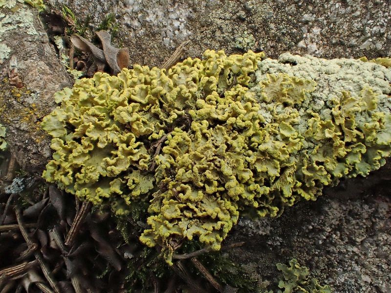 Cetraria pinastri (Scop) Gray