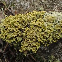 Cetraria pinastri (63-Col de la Chamboite)