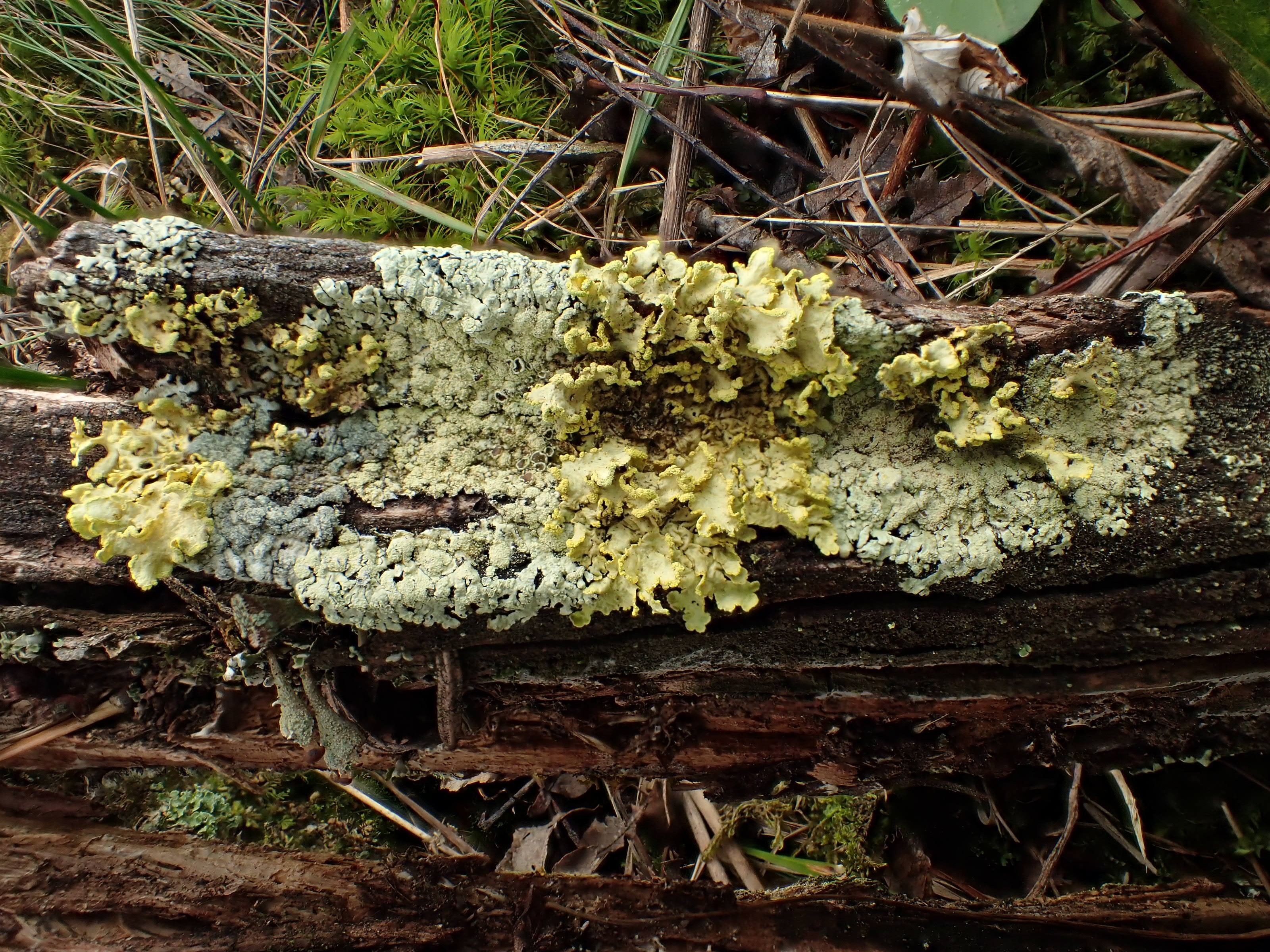 Cetraria pinastri avec Parmeliopsis ambigua et hyperopta (63-Col du Béal)