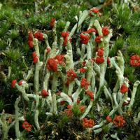 Cladonia floerkeana (63- Saint-Alyre d'Arlanc)