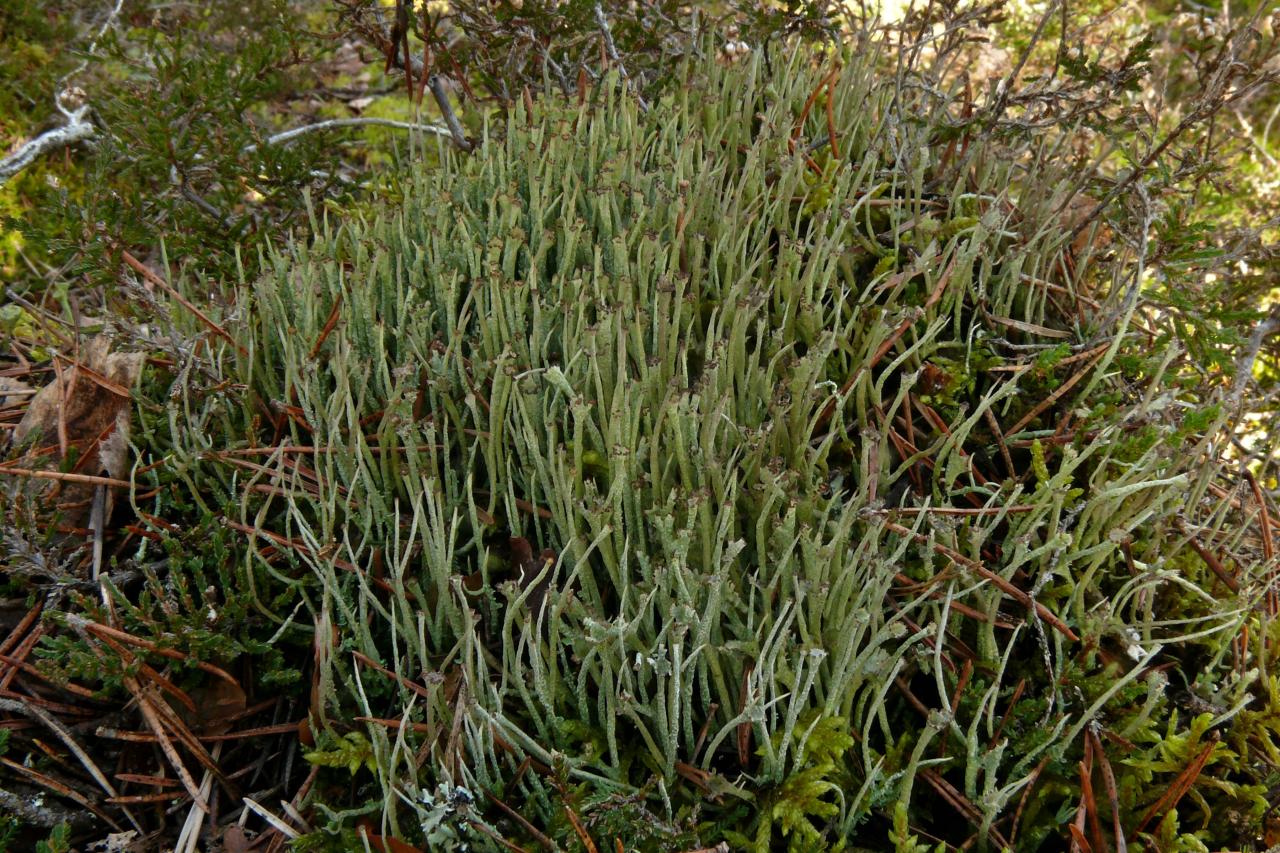 Cladonia gracilis (63-Saint-Sauveur-la Sagne)