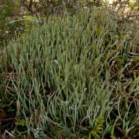 Cladonia gracilis (63-Saint-Sauveur-la Sagne)