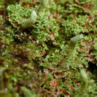 Cladonia norvegica (63-Col des Pradeaux)