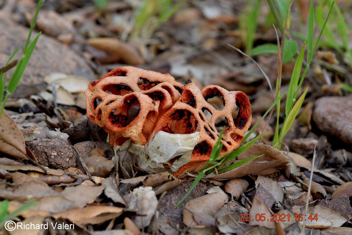 Clathrus ruber (Gastéromycètes - Aphyllophorales)