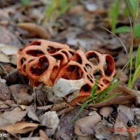 Clathrus ruber (Gastéromycètes - Aphyllophorales)