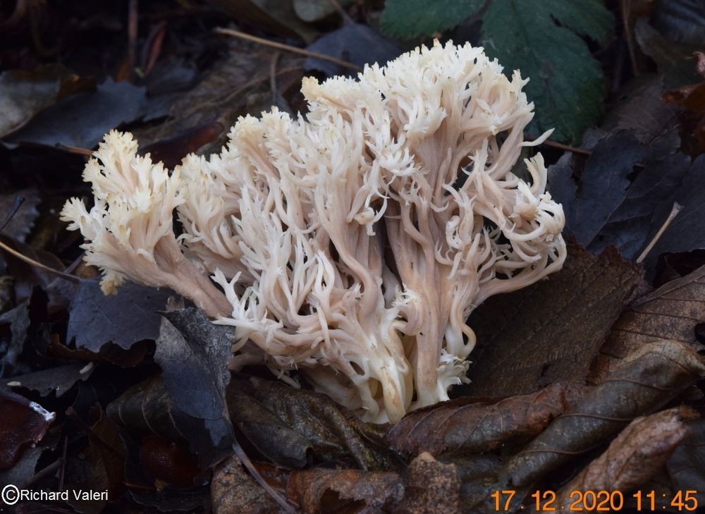 Clavulina coralloides (Clavaires – Cantharellales)