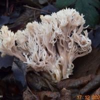 Clavulina coralloides (Clavaires – Cantharellales)
