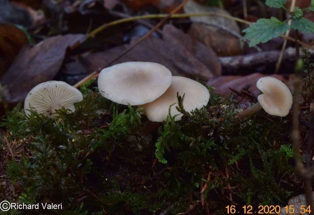 Clitocybe fragrans (Clitocybes – Tricholomatales)