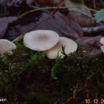 Clitocybe fragrans (Clitocybes – Tricholomatales)
