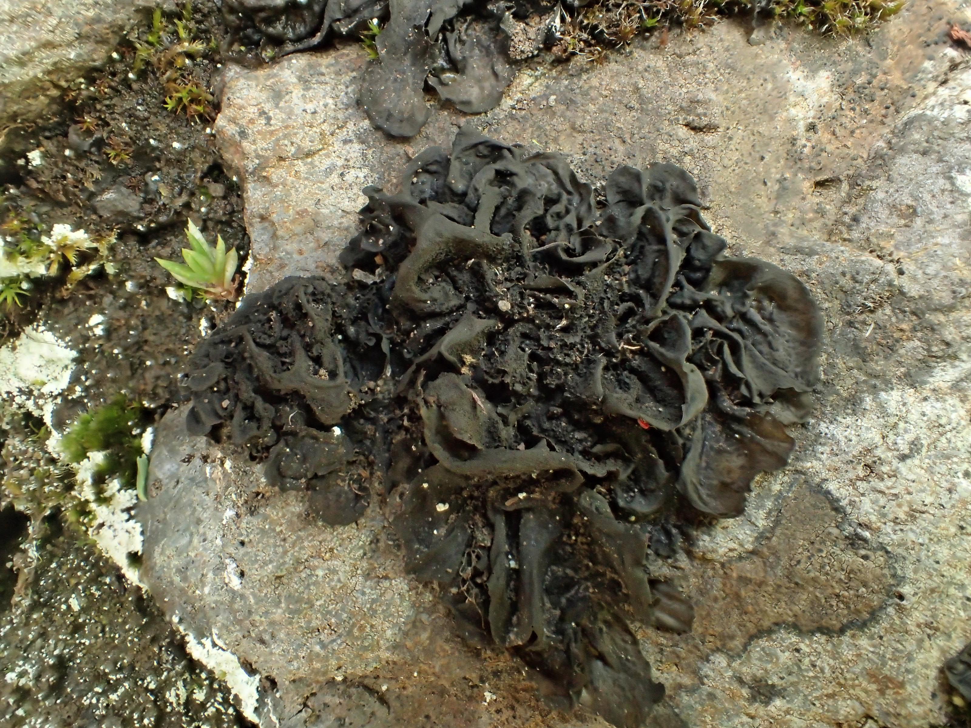 Collema flaccidum (15 -Landeyrat) 