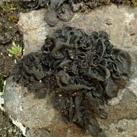 Collema flaccidum (15 -Landeyrat) 