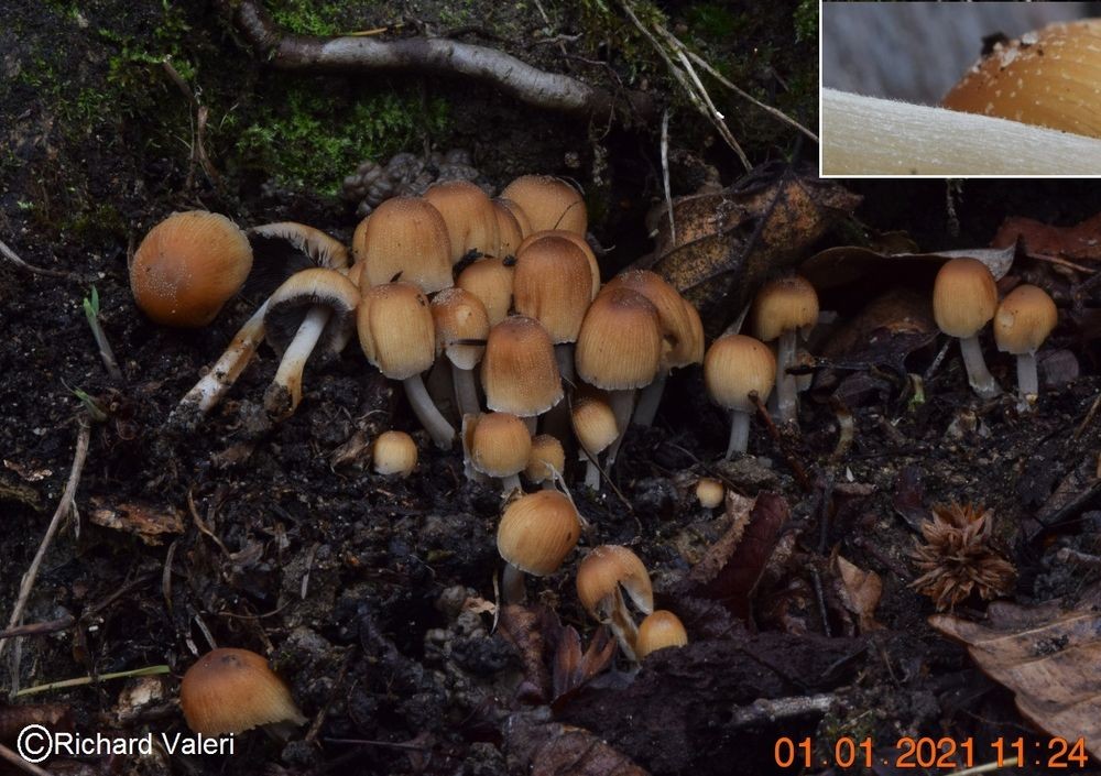 Coprinellus micaceus (Coprins – Agaricales)