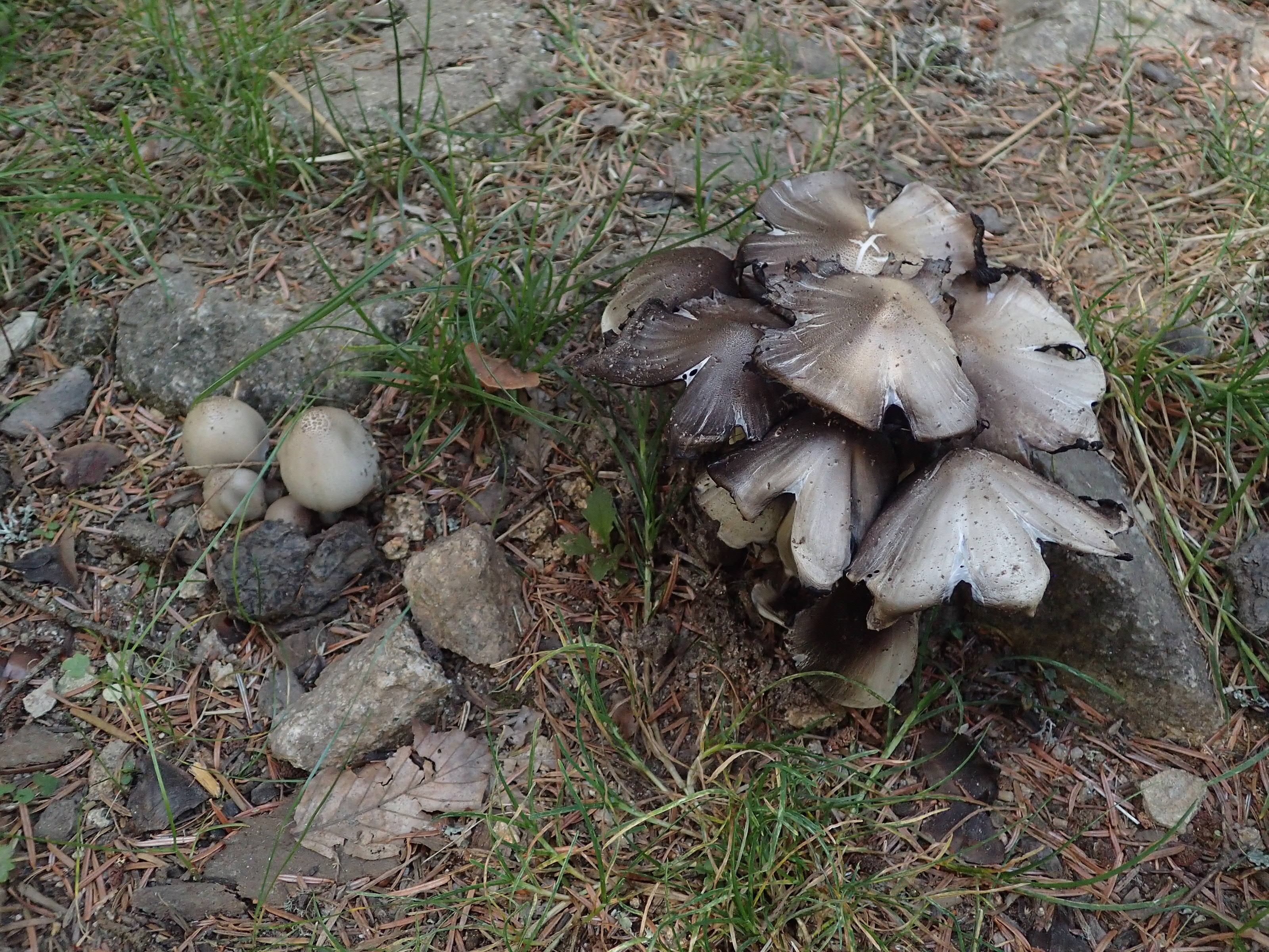 Coprinopsis atramentaria 63 saint germain l herm etang du fangonnet 20260920 0733