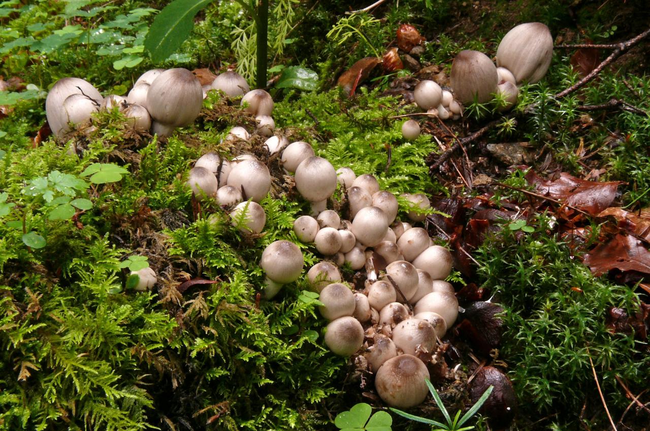 Coprinopsis acuminata (Coprins - Agaricales)