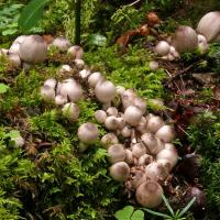 Coprinopsis acuminata (Coprins - Agaricales)