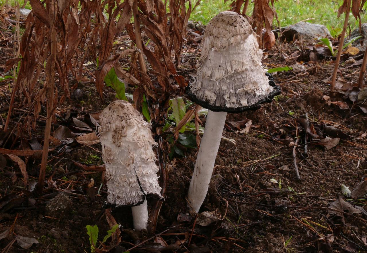 Coprinus comatus (Coprins - Agaricales)