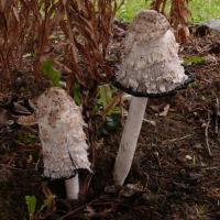 Coprinus comatus (Coprins - Agaricales)