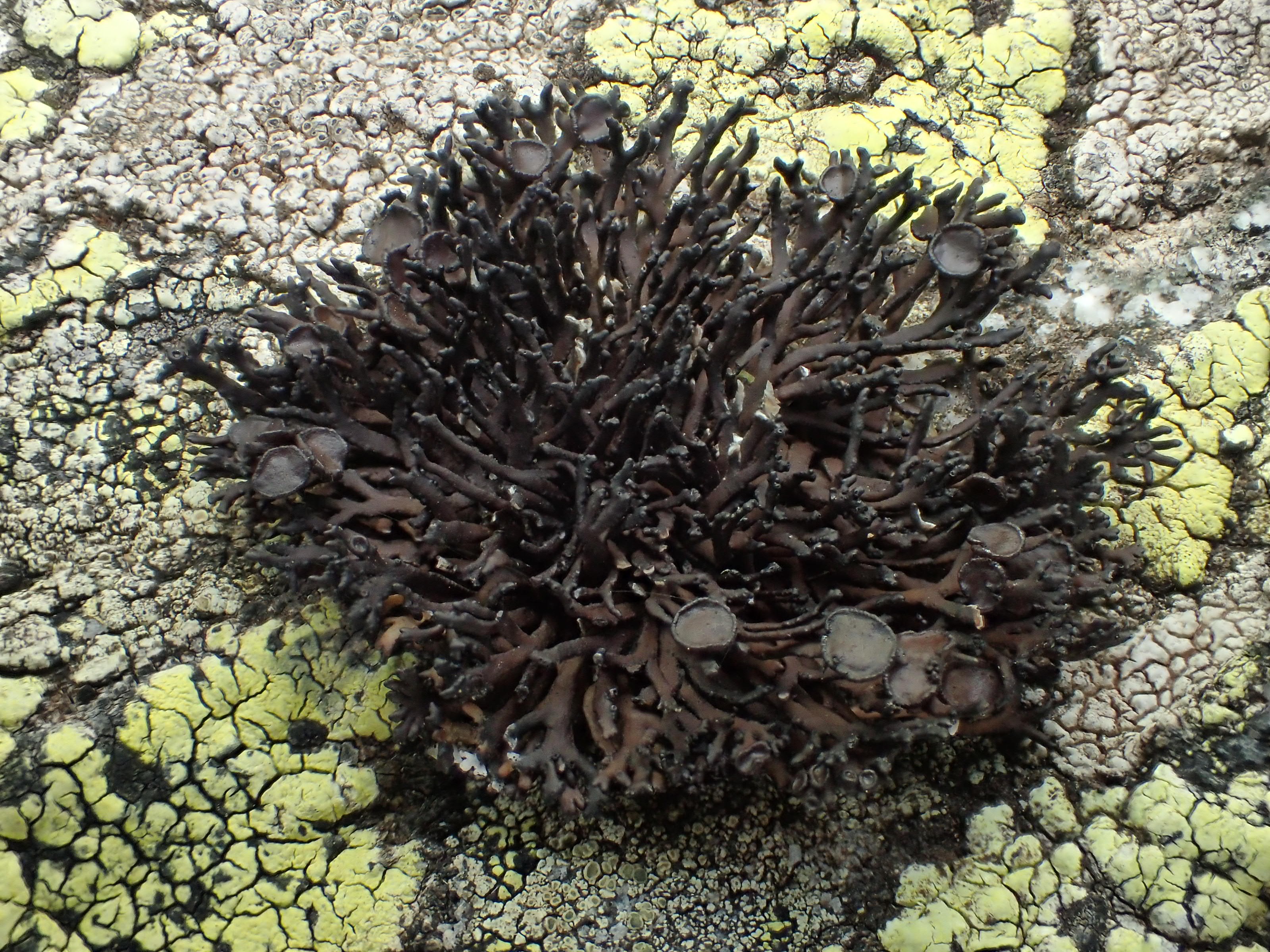 Cornicumaria normoerica (63-col de la Chamboite) 