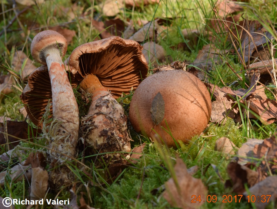 Cortinarius armillatus (Cortinaires - Cortinariales)