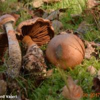 Cortinarius armillatus (Cortinaires - Cortinariales)