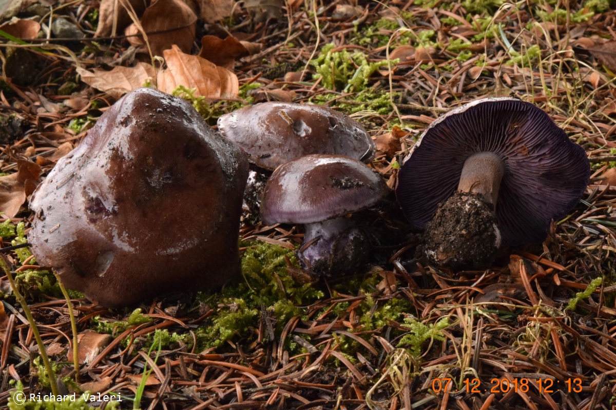 Cortinarius purpurascens (Cortinaires - Cortinariales)