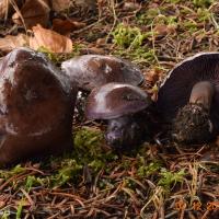 Cortinarius purpurascens (Cortinaires - Cortinariales)