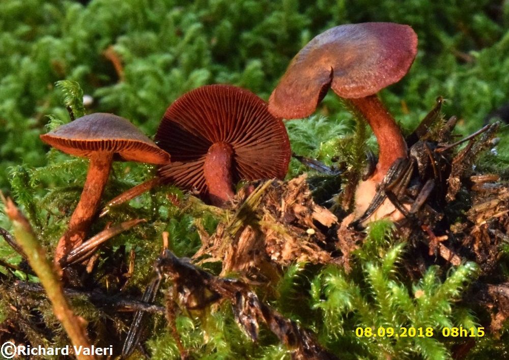 Cortinarius sanguineus (Cortinaires - Cortinariales)