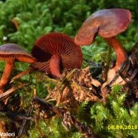 Cortinarius sanguineus (Cortinaires - Cortinariales)