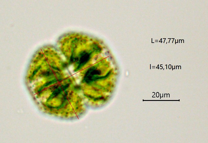 Cosmarium sportella (15-Landeyrat)