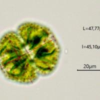 Cosmarium sportella (15-Landeyrat)