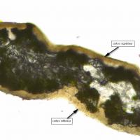 Thalle de Ramalina fraxinea : les deux cortex