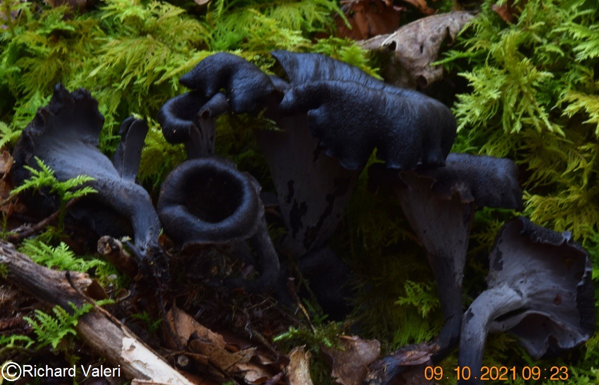 Craterellus cornucopioides (Chanterelles – Cantharellales)