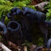 Craterellus cornucopioides (Chanterelles – Cantharellales)