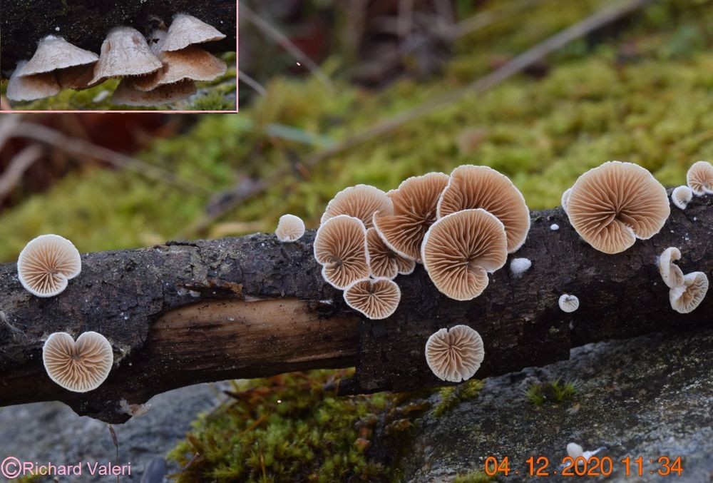 Crepidotus cesatii (Crépidotes – Cortinariales)