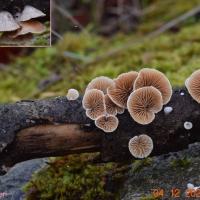 Crepidotus cesatii (Crépidotes – Cortinariales)