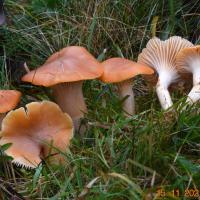 Cuphophyllus pratensis (Hygrophores – Tricholomatales)