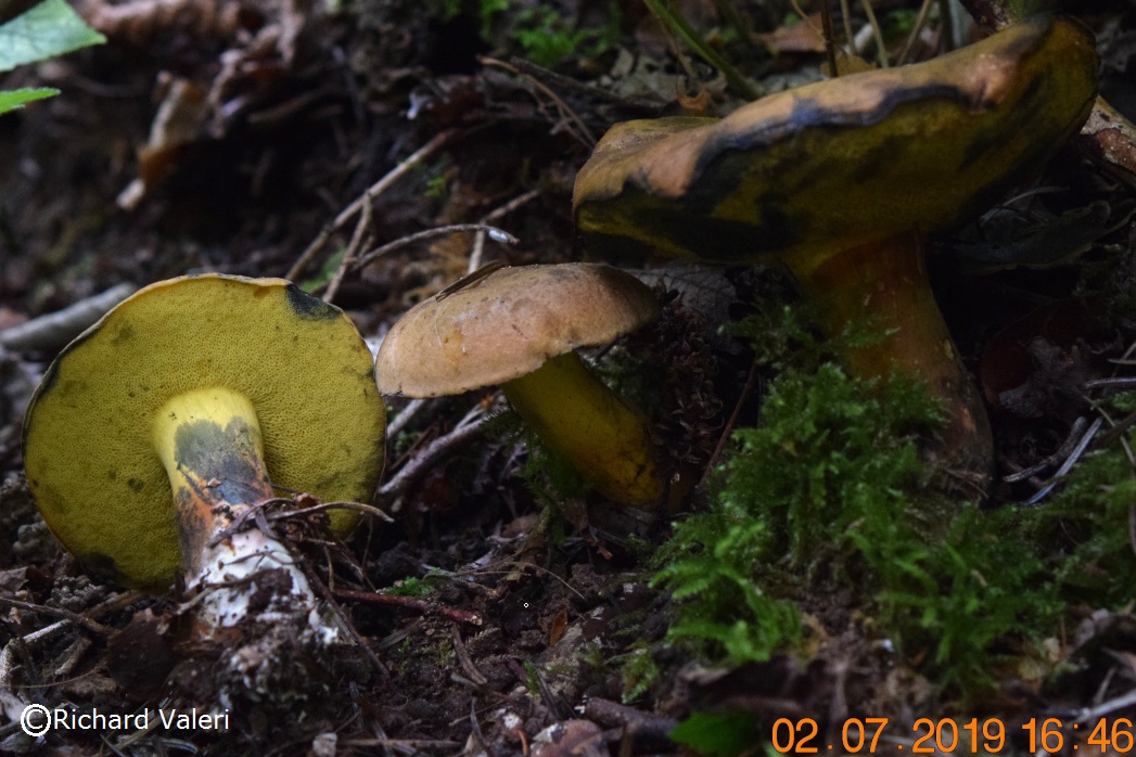 Cyanoboletus pulverulentus (Cyanoboletus - Boletales)