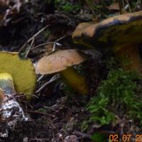 Cyanoboletus pulverulentus (Cyanoboletus - Boletales)